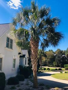 Palm Tree Care