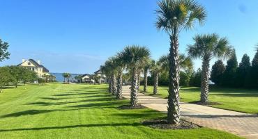 Palm Tree Care