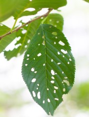 Shrub Fertilization and Insect Control